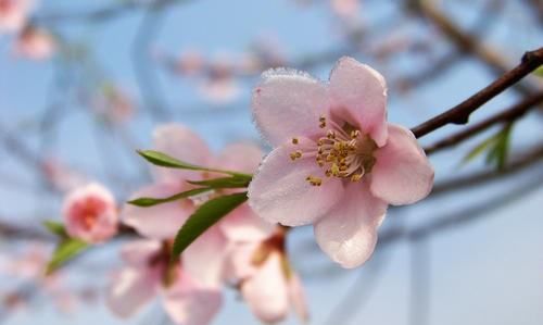 关于芳字的优雅昵称,用芳字取个优雅网名怎么取好听图2