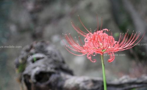 彼岸花的网名,关于彼岸花的网名图3