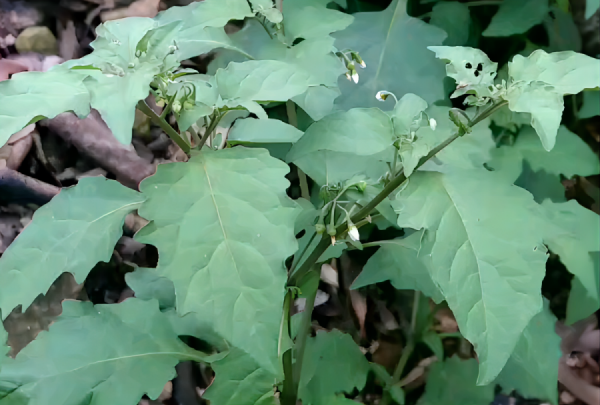 中药花名字大全图片,想知道这种植物学名叫什么在四川俗名叫走马丝图8