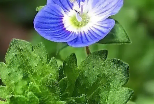 中药花名字大全图片,想知道这种植物学名叫什么在四川俗名叫走马丝图11