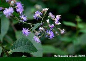 中药花名字大全图片,想知道这种植物学名叫什么在四川俗名叫走马丝图14