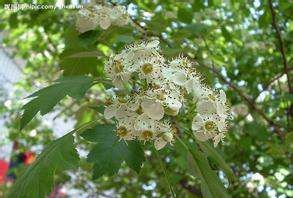 中药花名字大全图片,想知道这种植物学名叫什么在四川俗名叫走马丝图18