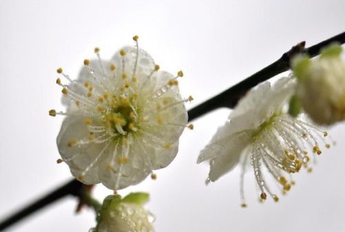 名字倾城雪梅和雪梅倾城那个好,姓苏的女孩名字图1