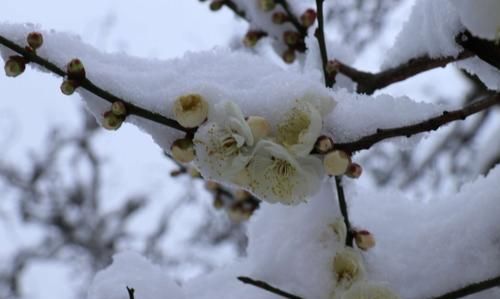 名字倾城雪梅和雪梅倾城那个好,姓苏的女孩名字图3