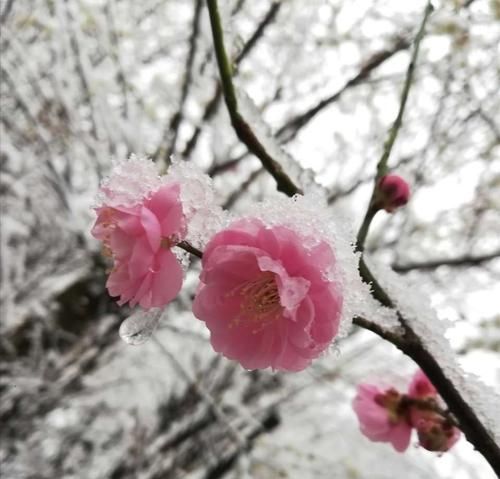 名字倾城雪梅和雪梅倾城那个好,姓苏的女孩名字图5