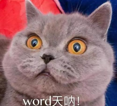 小猫英文名字大全,想取个带猫含义的英文名字怎么取图1