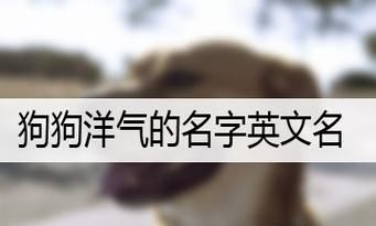 女狗狗的英文名可爱,狗狗好听的英文名字图2