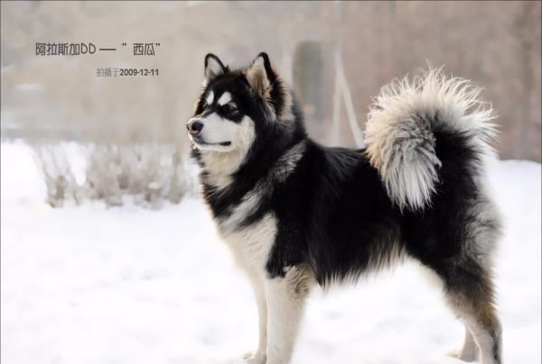 阿拉斯加犬英文名,阿拉斯加雪橇犬的资料图3