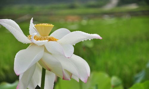 雨露名字的由来,为什么把春雨比作甘露图2