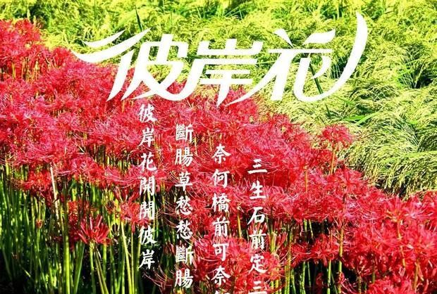 关于彼岸花的昵称,彼岸花唯美绝望 伤感图2