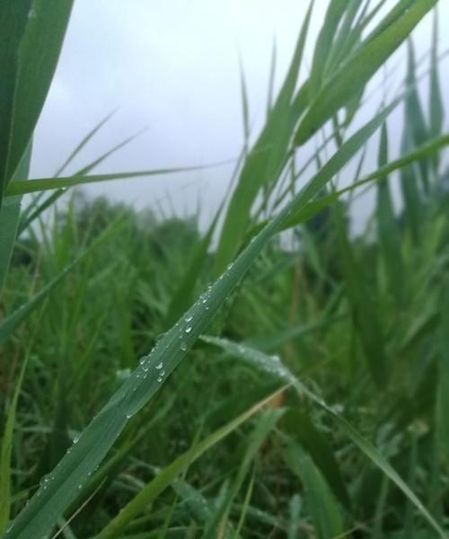 雨露这个名字好不好,取名叫雨露怎么解释图2