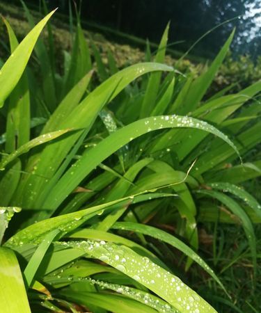 雨露这个名字好不好,取名叫雨露怎么解释图4